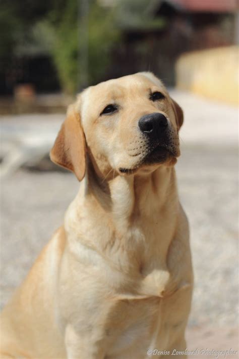 allevamento labrador torino|Allevamento Deas Labrador .